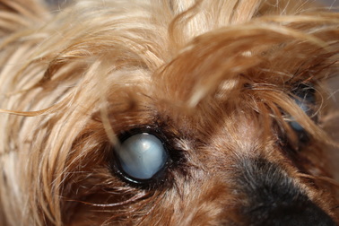 Cataracts - Melbourne Eye Vet | Dr Anu O'Reilly and Dr Chloe Hardman | Animal  Eye Specialists